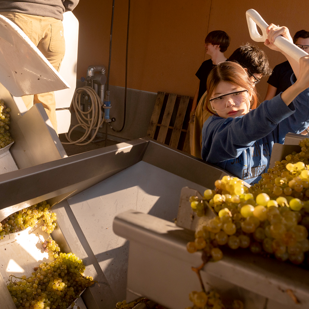 UC Davis grape harvest