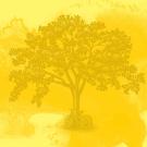 A woodcut illustration of a tree, in front of a yellow watercolor background. 